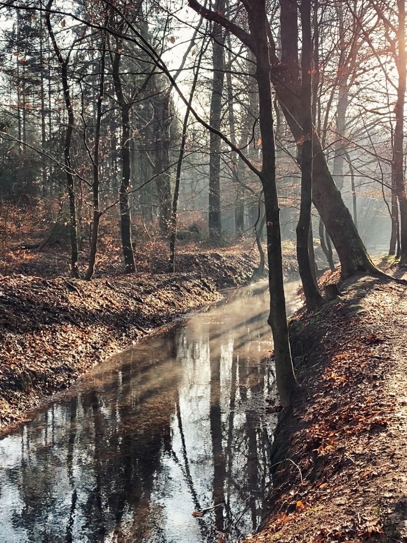 bos-beek-water-zon natuur met een pad in het bos, zoals de dao ons de weg wijst