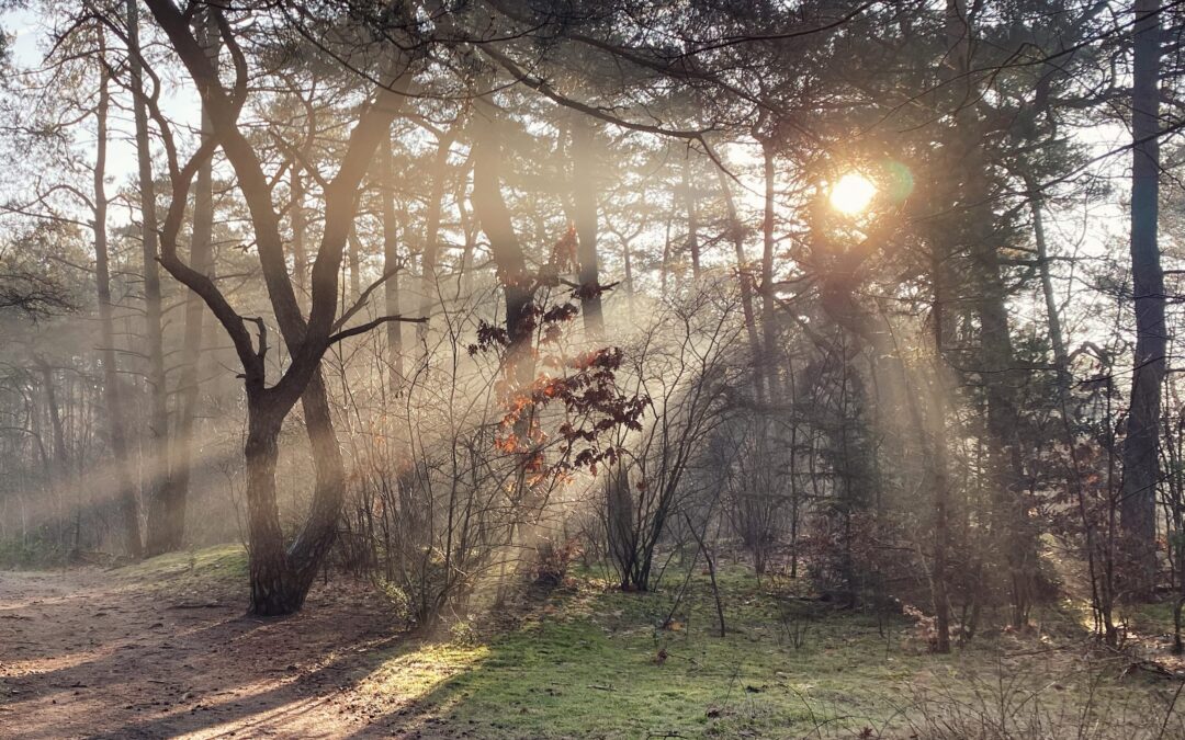 Wat is Qigong? Ontdek de voordelen