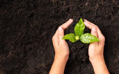 De Drie Schatten in Qigong – Jing, Qi & Shen als innerlijk kompas