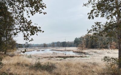 De winter nodigt uit tot zinken — maak kennis met Chen