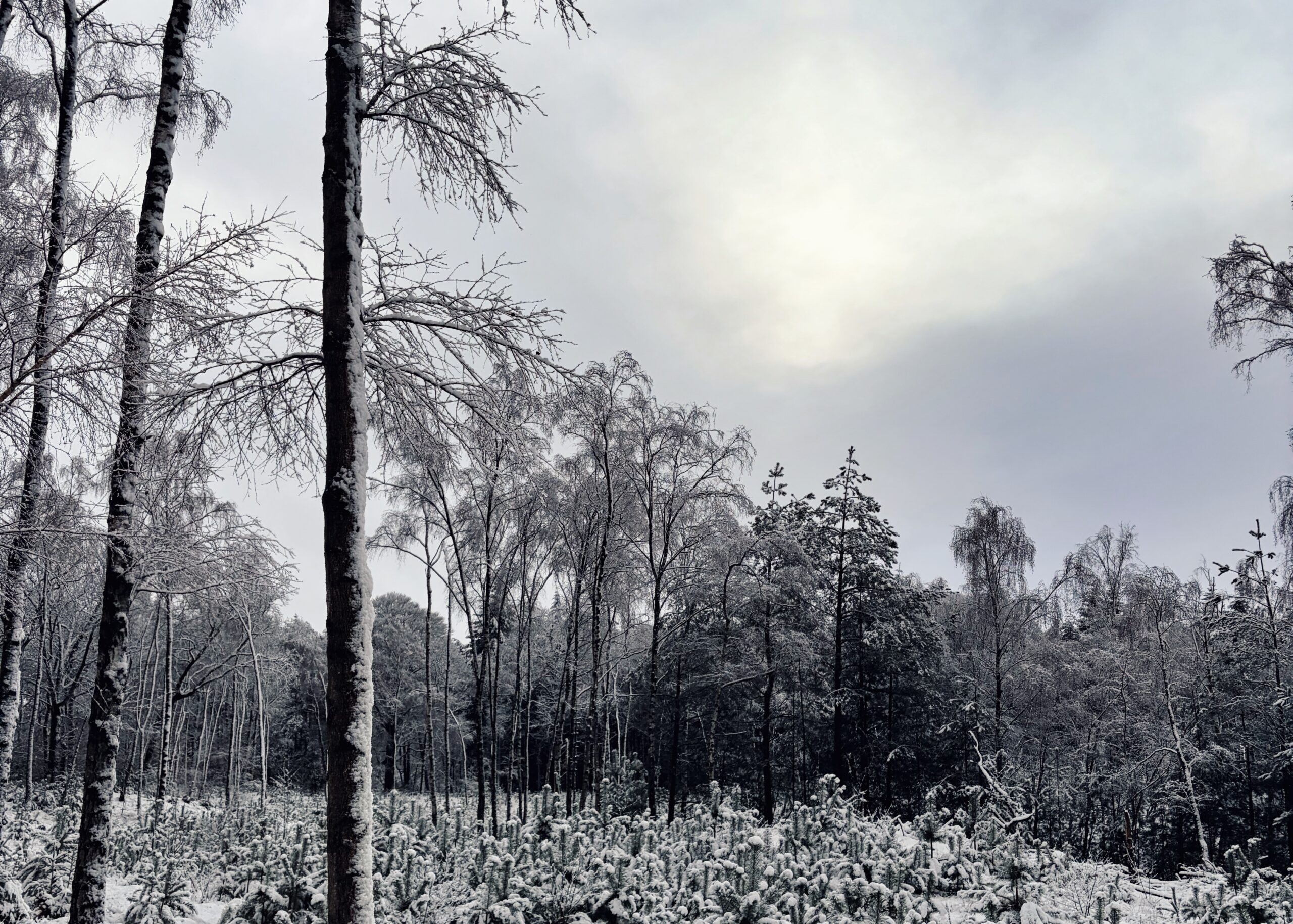 winter-2026-sneeuw-yin-yang