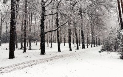 Goede voornemens zonder druk — kiezen wat je écht voedt